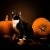 Bébittes d'Halloween | lucifer(Web)-002.jpg